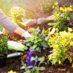 Gardener with gloves placing plants in dirt ground